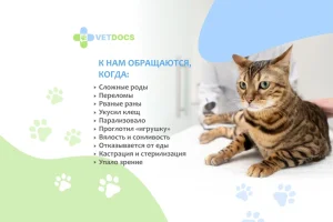 Ветеринарная клиника Vetdocs в Шараповском проезде фото 2