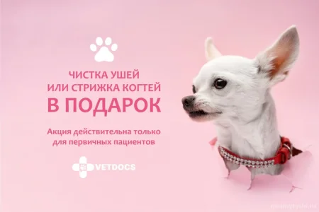 Ветеринарная клиника Vetdocs в Шараповском проезде фото 8